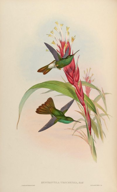 Hypuroptila urochrysia - John Gould